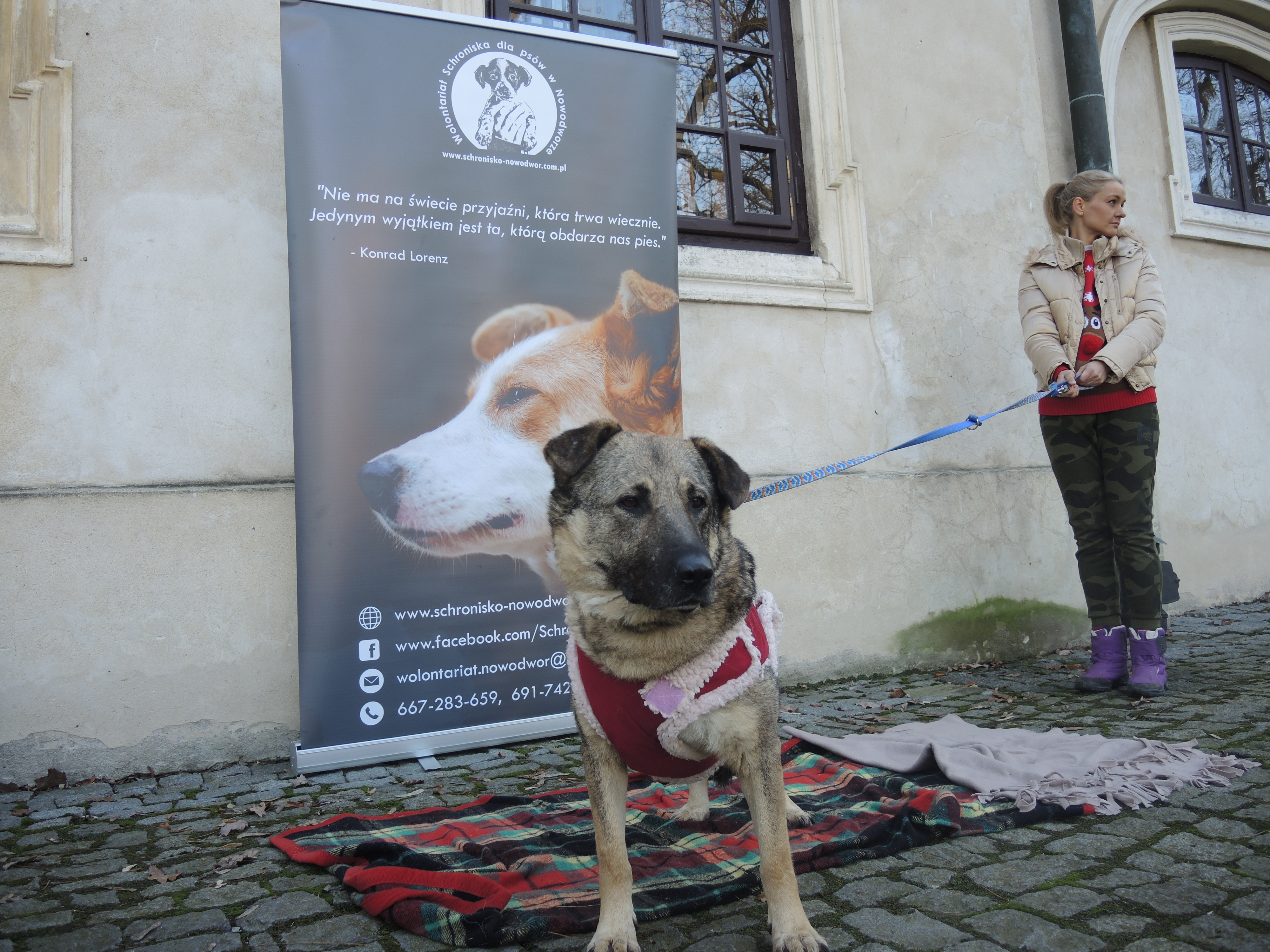 Karma wraca Fotografia. Duży, beżowo-czarny pies, z ciemniejszymi uszami i pyskiem, ubrany w czerwony kubraczek z kremowym kożuszkiem trzymany na smyczy przez młodą kobietę. Pies stoi na kocu w wielokolorową kratkę, w tle baner z logo Wolontariatu Schroniska dla psów w Nowodworze przedstawiające małego pieska trzymanego w dłoni.